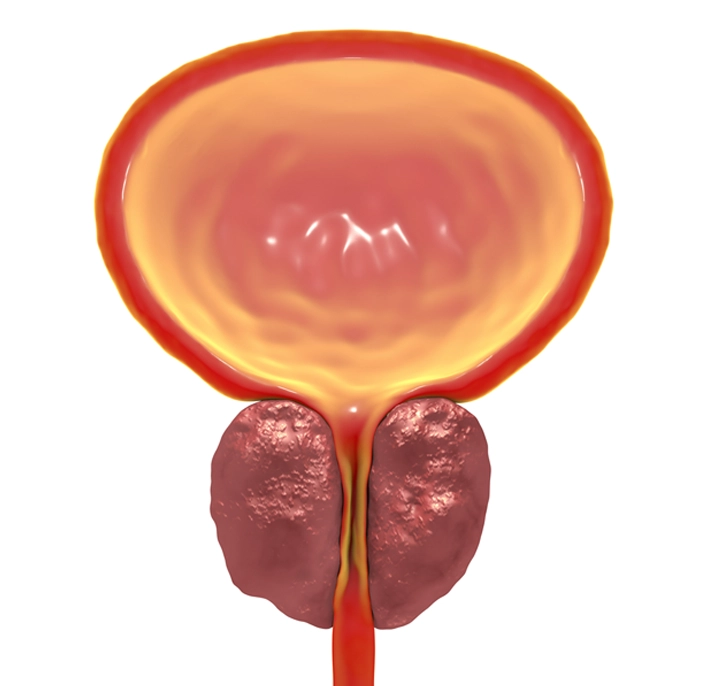 Prosta Nu Prostate Support Supplement